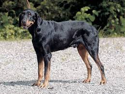 犬を家族に迎える前に